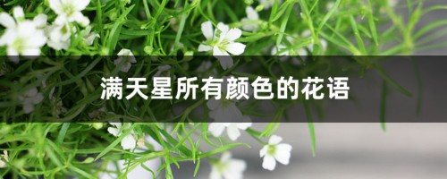 满天星所有颜色的花语