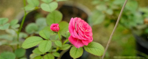 吐鲁番适合养什么花，市花和市树是什么