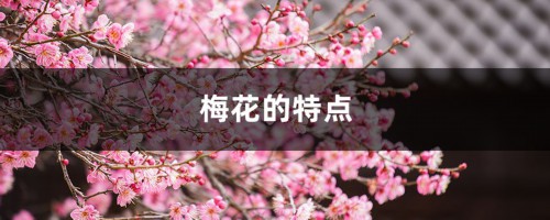 梅花的特点