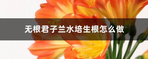 无根君子兰水培生根怎么做