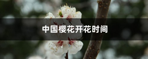 中国樱花开花时间，和日本樱花有什么区别