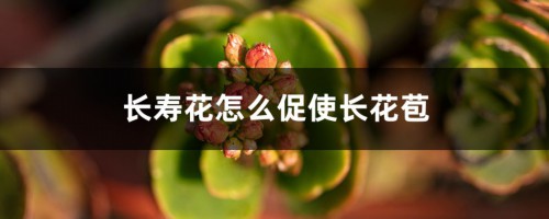 长寿花怎么促使长花苞