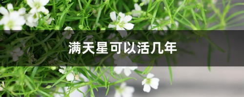 满天星可以活几年