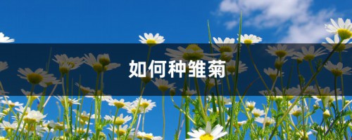 如何种雏菊