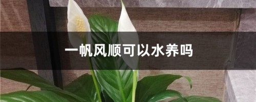 一帆风顺可以水养吗，水培放些什么，多少水合适？