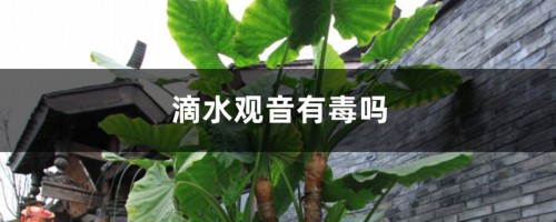 滴水观音有毒吗，毒素能自解吗