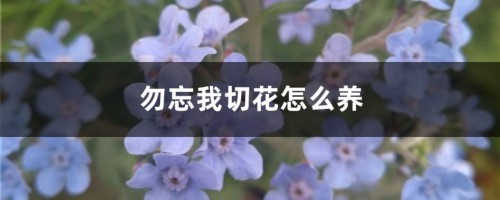 勿忘我切花怎么养