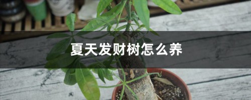 夏天发财树怎么养