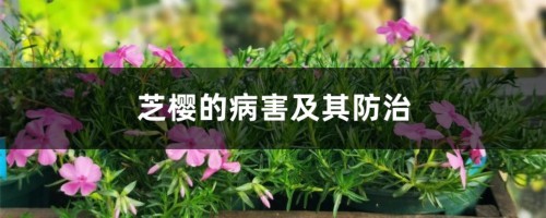 芝樱的病害及其防治