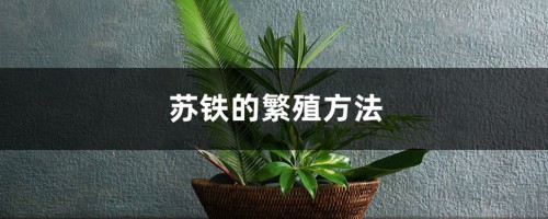 苏铁的繁殖方法