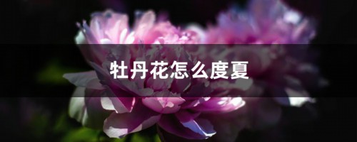 牡丹花怎么度夏